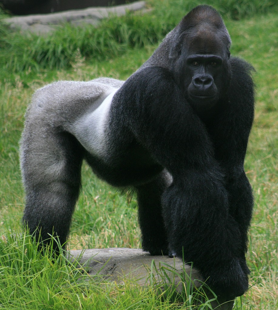 silverback-gorilla-car